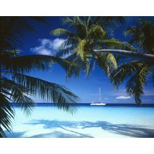 Tropical Ocean With Palm Trees And Sailboat Wall Mural