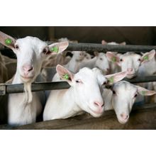 Curious Goats Wall Mural