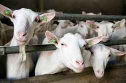 curious-goats-peek-through-a-metal-gate-in-this-animal-farm