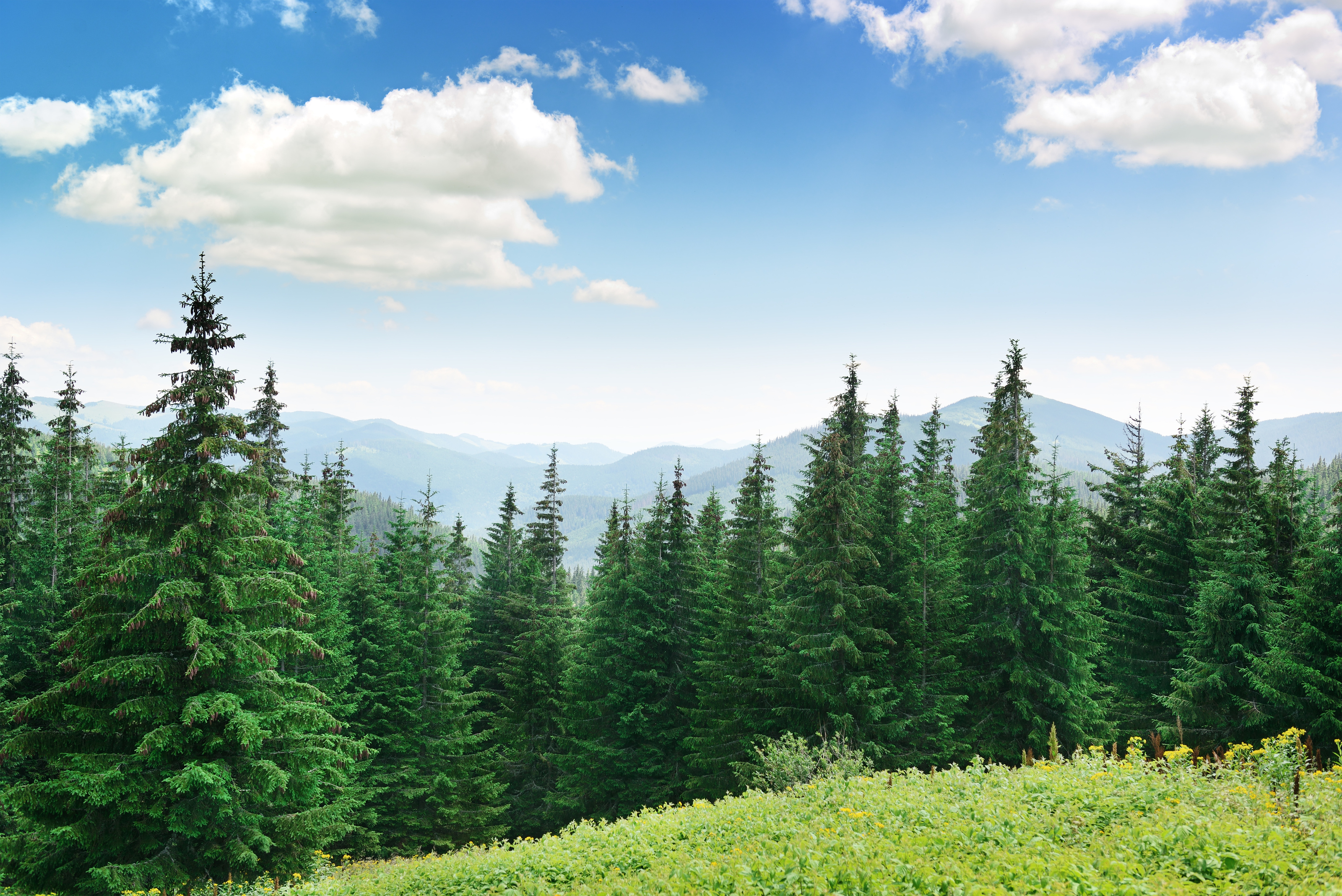 green pine forest background