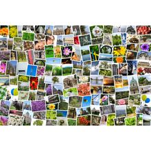 Collage Of Photos Wall Mural