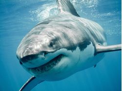 Close-up-of-a-Great-White-Shark-swimming-in-ocean-waters