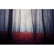 Eerie Autumn Forest Wall Mural