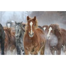 Horses In Winter Wall Mural