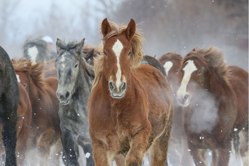 horses running in snow wallpaper