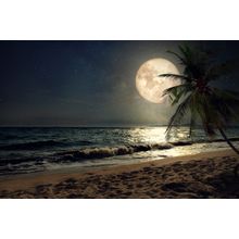 Beach Lit By Full Moon Wall Mural