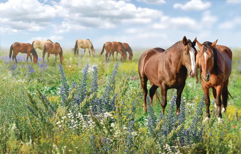 Horses-Grazing-On-Wildflowers-Wall-Mural