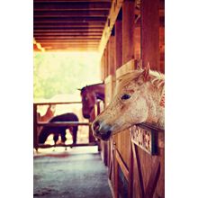 Horses In A Barn Wall Mural