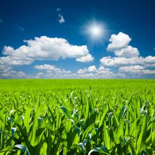 Corn Field Wall Mural