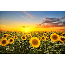 Sunflower Sunset Wall Mural