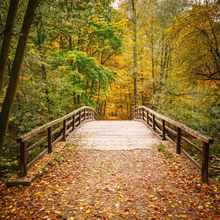 Wooden Bridge In An Autumn Forest Wall Mural