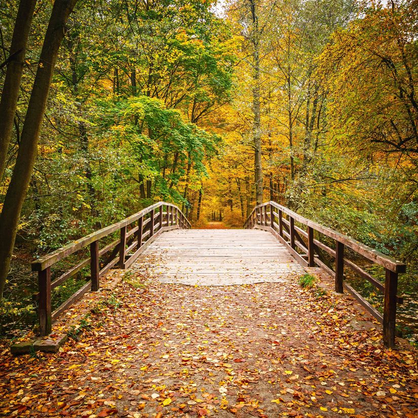 Wooden-Bridge-In-An-Autumn-Forest-Wallpaper-Mural