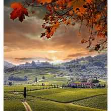 Chianti Vineyard Landscape In Tuscany Wall Mural