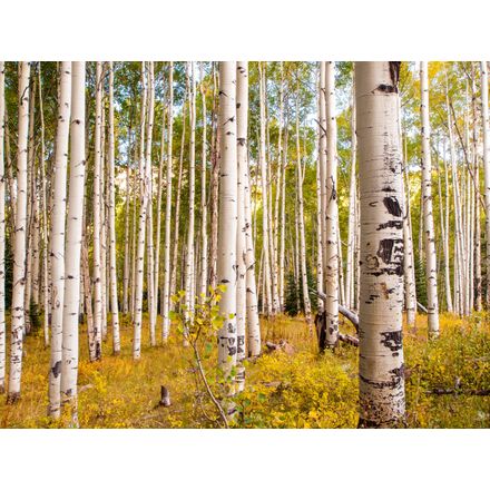 Pieces Of Birch Bark Wallpaper Mural