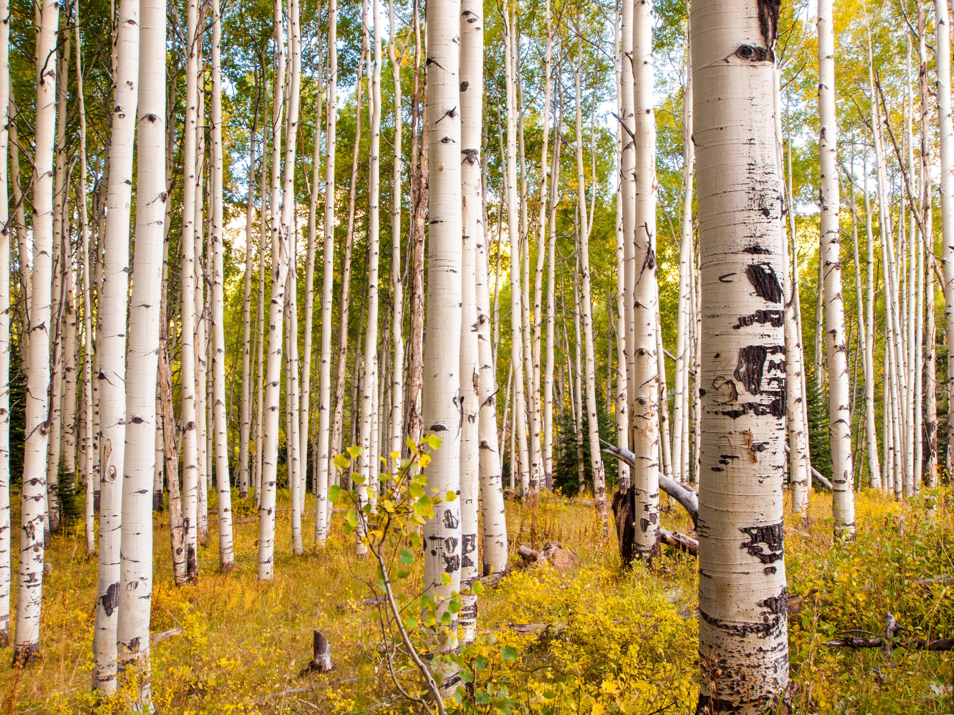 Aspen Forest Stock Photos Images  Pictures  Forest wallpaper Tree  wallpaper room Tree wallpaper