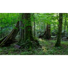 Old Trees Wall Mural