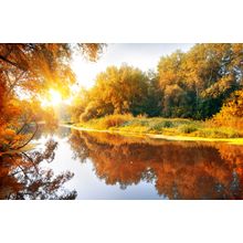 Delightful Autumn Forest Wall Mural