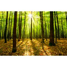 Sunlight Through The Trees Wall Mural