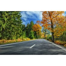 Sunny Autumn Road Wall Mural