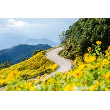 Mae Hong Son Sunflower Valley Wall Mural