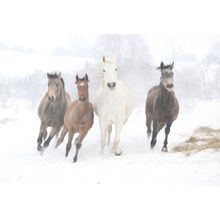 Herd Of Horses Galloping In The Winter Wall Mural