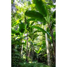 Tropical Rainforest Wall Mural