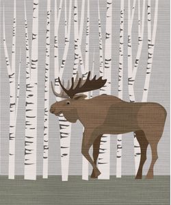 Moose-in-Birch-Tree-Forest-Wallpaper-Mural