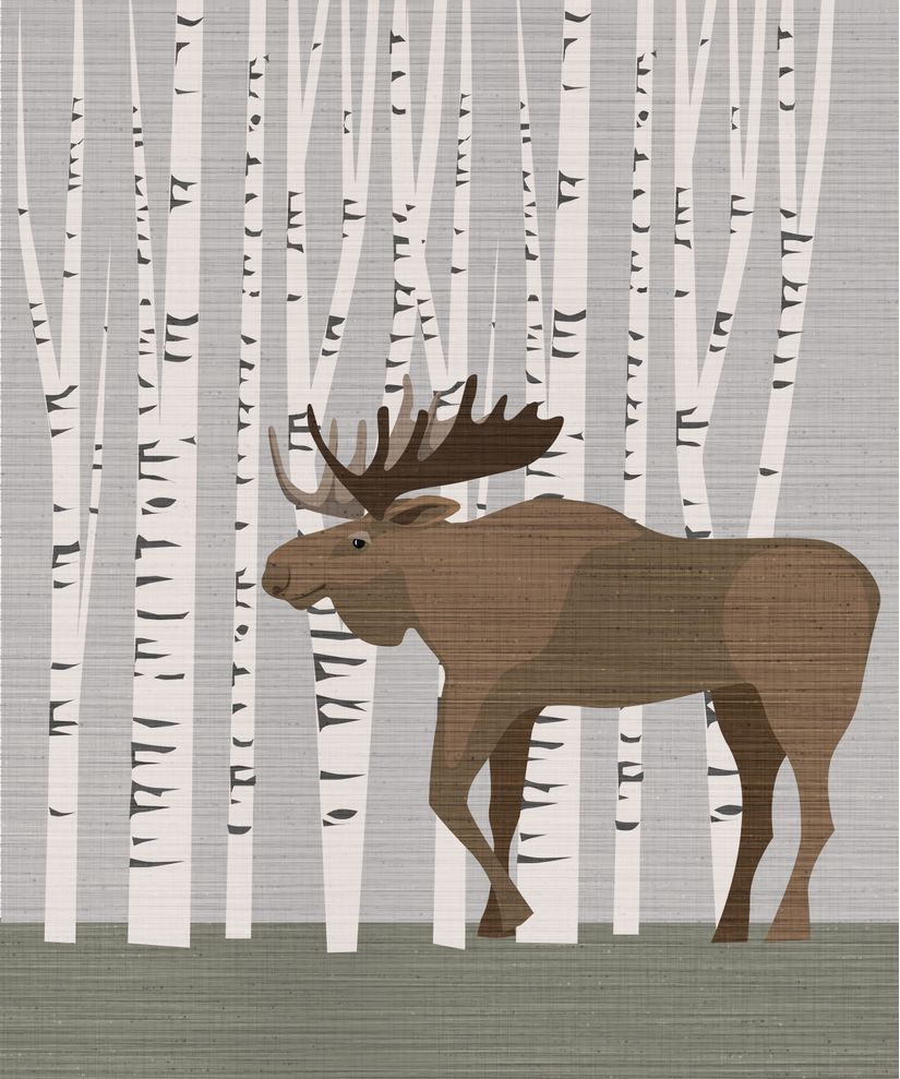 Moose-in-Birch-Tree-Forest-Wallpaper-Mural