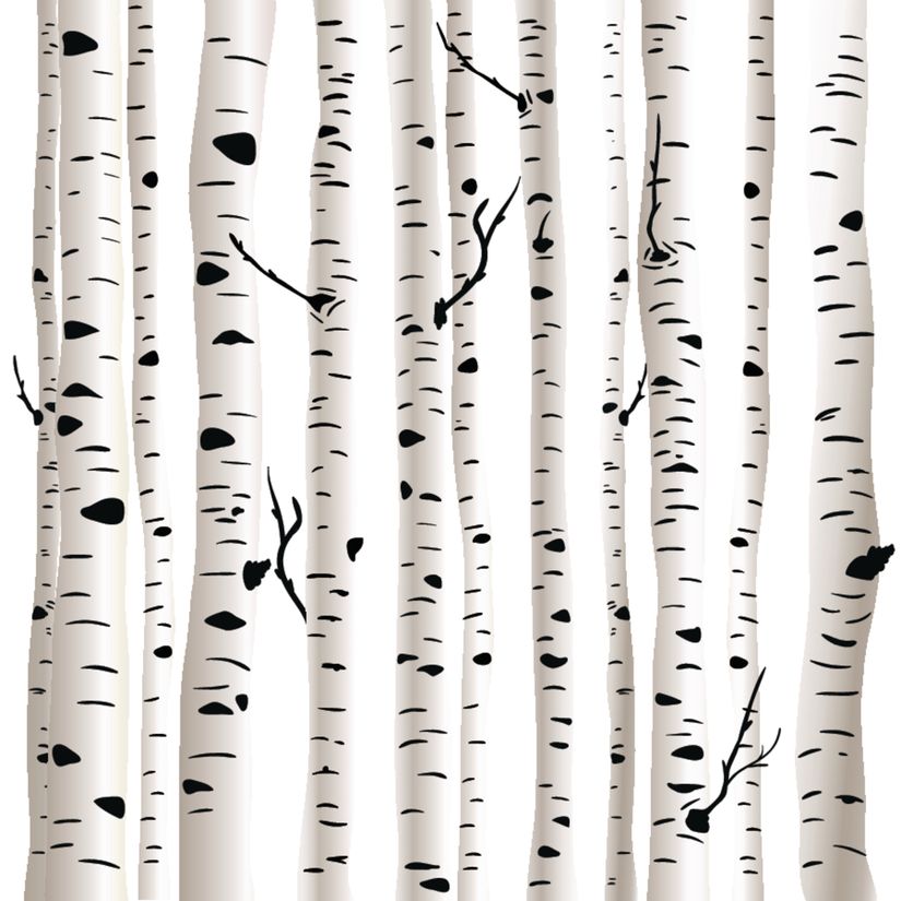 Birch-Trees-Illustration-Wallpaper-Mural