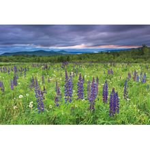 Lupine Sunrise Wall Mural