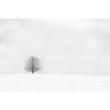 Bare Winter Wall Mural