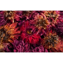 Dried Dahlia Flowers Wall Mural