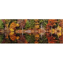 Autumn Sonata Wall Mural