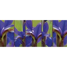 Iris Abstract Wall Mural