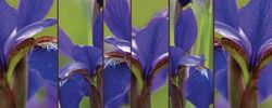 Iris-Abstract-Wallpaper-Mural