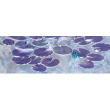 Water Lily Serenity Wall Mural