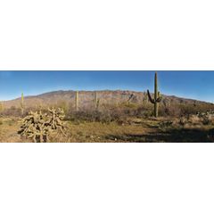 Saguaro East Wall Mural