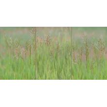 Prairie Song Wall Mural