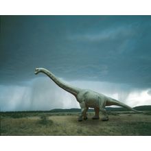 Brachiosaurus 2 Wall Mural