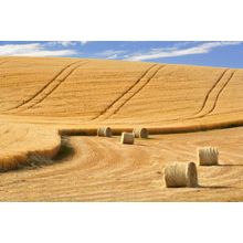 Bales Of Wheat Straw Wall Mural
