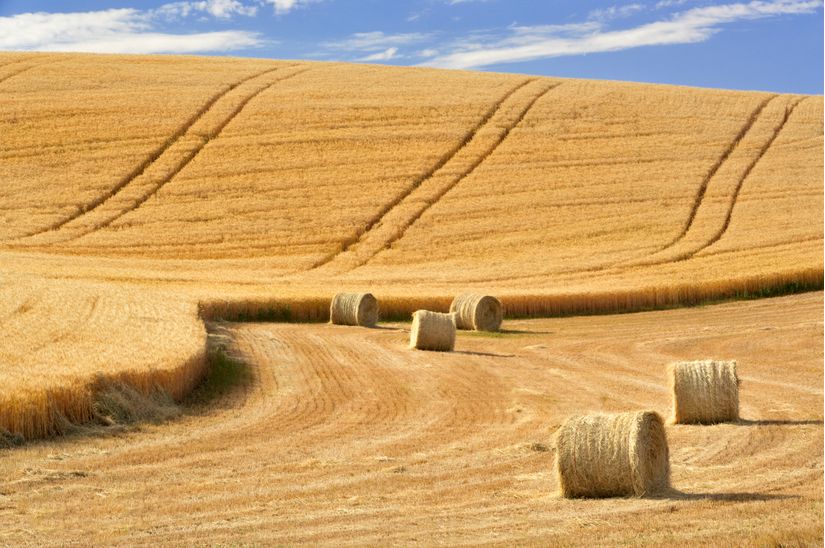 Bales-Of-Wheat-Straw-Wall-Mural