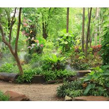 Tropical Garden Wall Mural