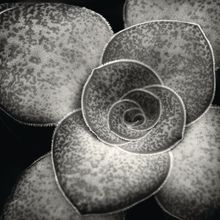 Succulent Swirls I Wall Mural