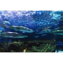 Black Tip Sharks Wall Mural