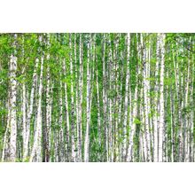 Birch Forest In May Wall Mural