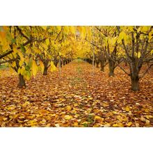 Roxburgh Orchard, New Zealand Wall Mural