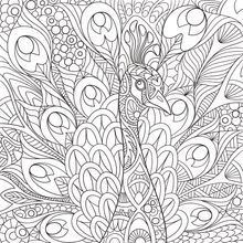 Exquisite Peacock Illustration Wall Mural