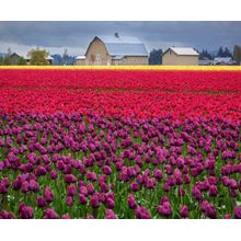 Fields Of Tulips Wall Mural