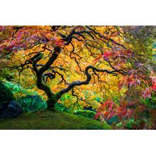 Tree Of Life Wall Mural