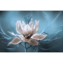 Nigella Wall Mural